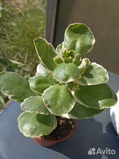 Фикусы,каллизии, каланхоэ, хавортии,алоэ