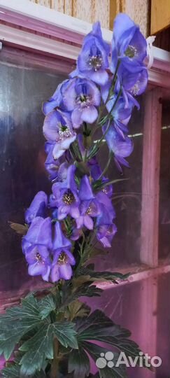 Аконит цветок