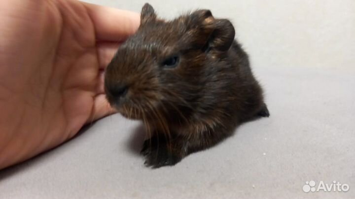 Морская свинка