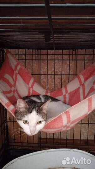 Кошки в добрые руки