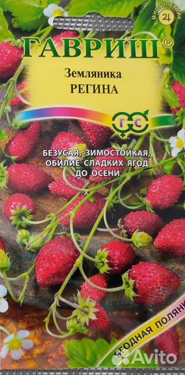 Земляника ремонтантная