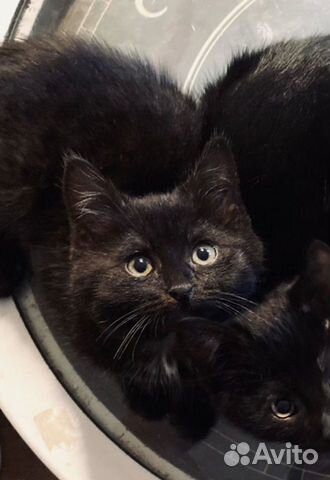 Черныш красавчик котенок Жан 4 месяца в дар