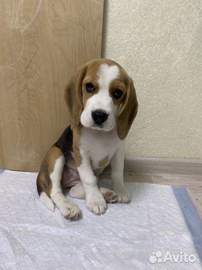 Щенок бигль