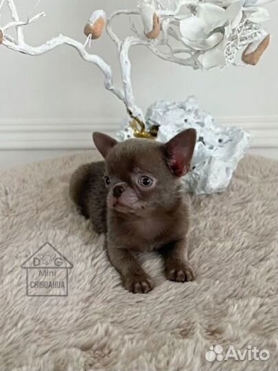 Лиловая Девочка Чихуахуа РКФ