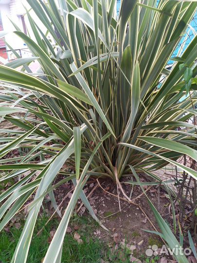 Азалия вариегатная, лен новозеландский