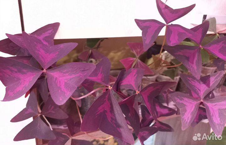 Кислица оксалис фиолетовая и зеленая