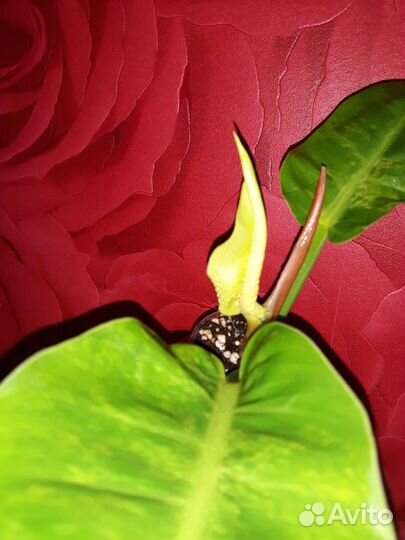 Филодендрон Мунлайт Сплеш