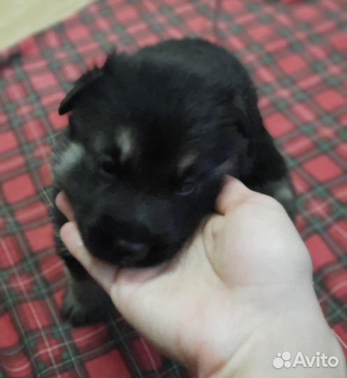 Щенки восточно европейской овчарки