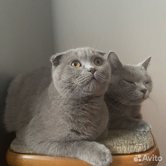 Отдам кота в добрые руки