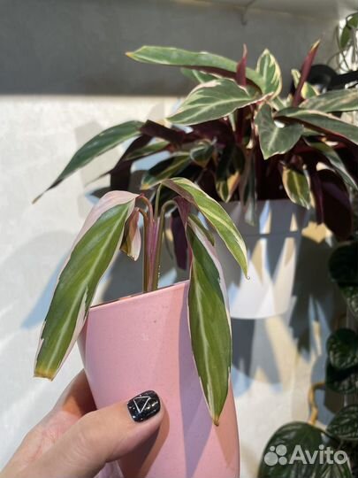 Комнатные растения цветы