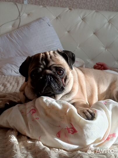 Щенки мопса