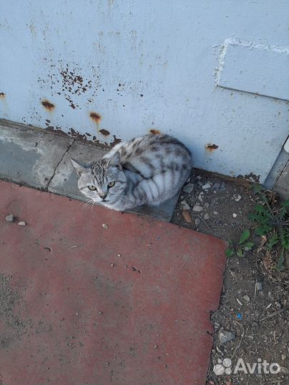 Котик в добрые руки