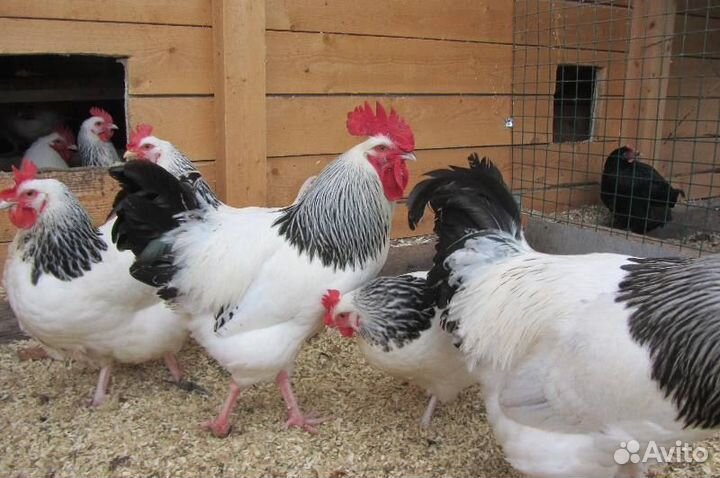 Ия Адлерская Серебристая