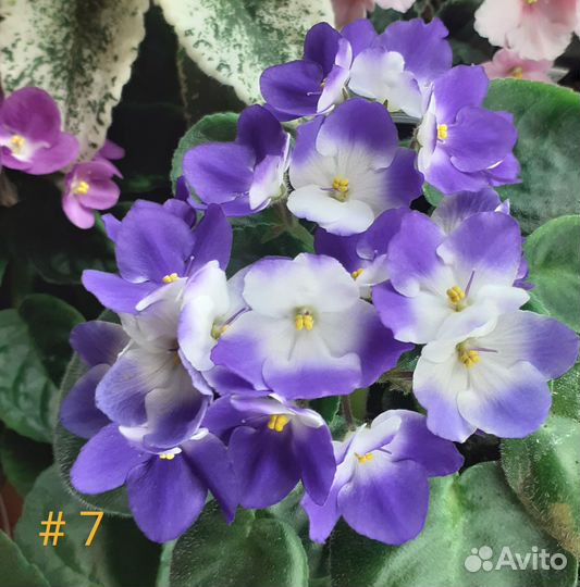 Большой выбор цветущих фиалок