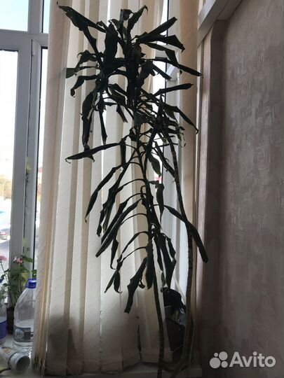 Цветок чуть больше 2 м