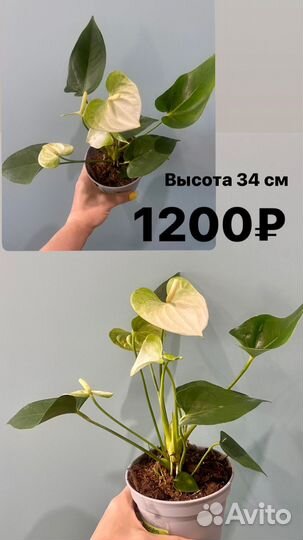 Антуриум Намора