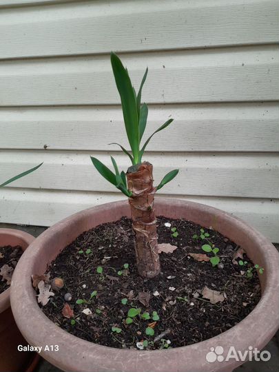 Разных саратов цветы от тысячи до пяти тысяч