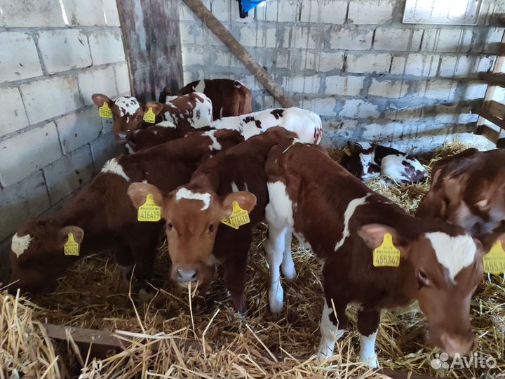 Бычки симменталы