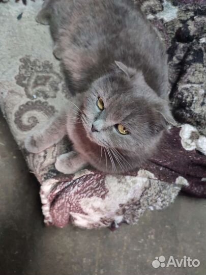 Британская