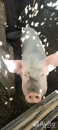Продам свинью 9 месяцев