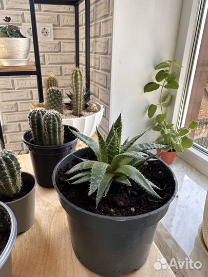 Алоэ остистое