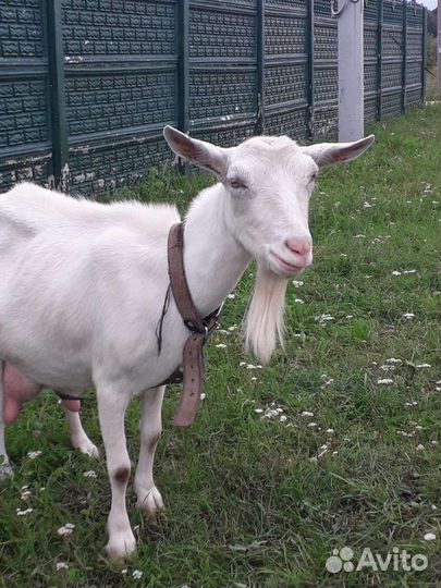 Козел и Козы