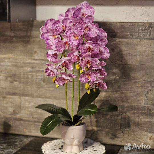 Орхидея фаленопсис