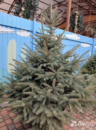 Премиум елка предзаказ