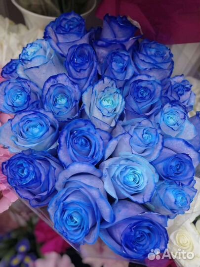 Розы синие