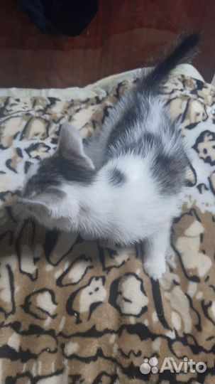 Котёнок