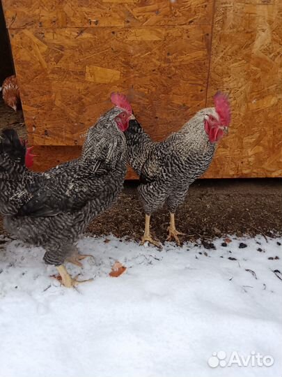 Петухи 7 мес