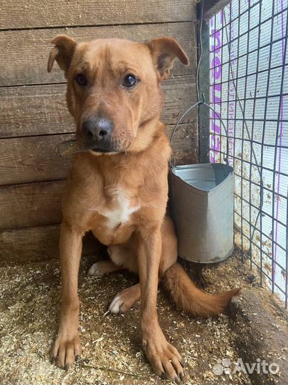 Добрый пес, нуждается в доме. Приют