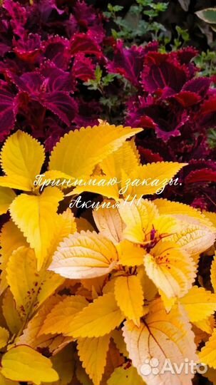 Вегетативные колеусы