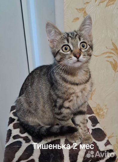 Котенок Тиша 2 мес