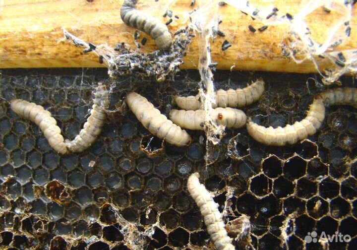 Восковая Моль (Огневка пчелиная)