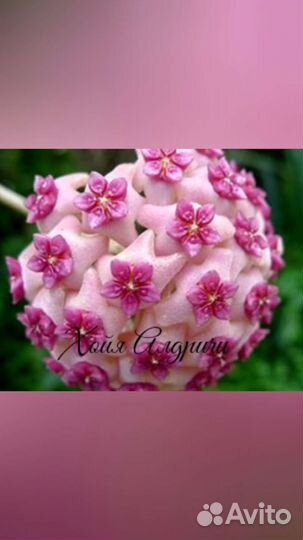 Хойя алдричи, хеускелиана, карноза, мультифлора др