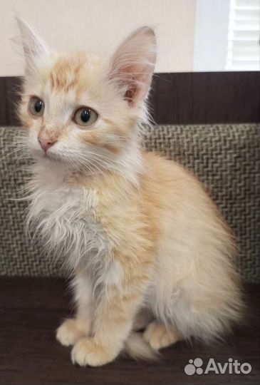 Кошка в дар бесплатно