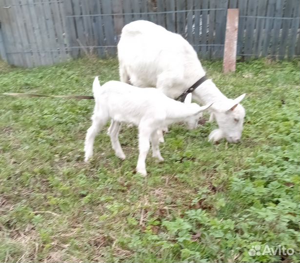 Коза дойная