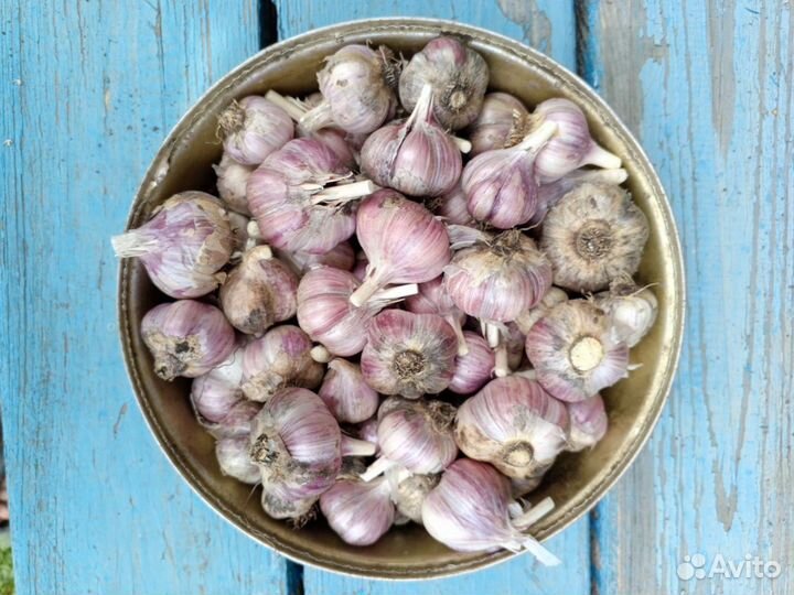 Чеснок
