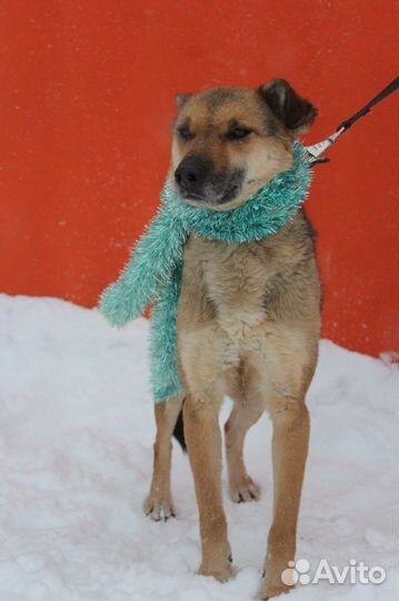 Брошенная преданная Викки ищет новый дом