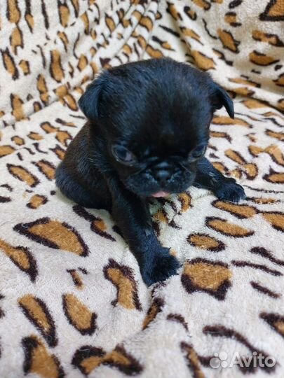 Щенки мопса