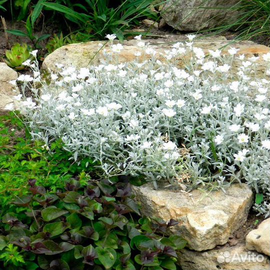 Почвопокровные растения