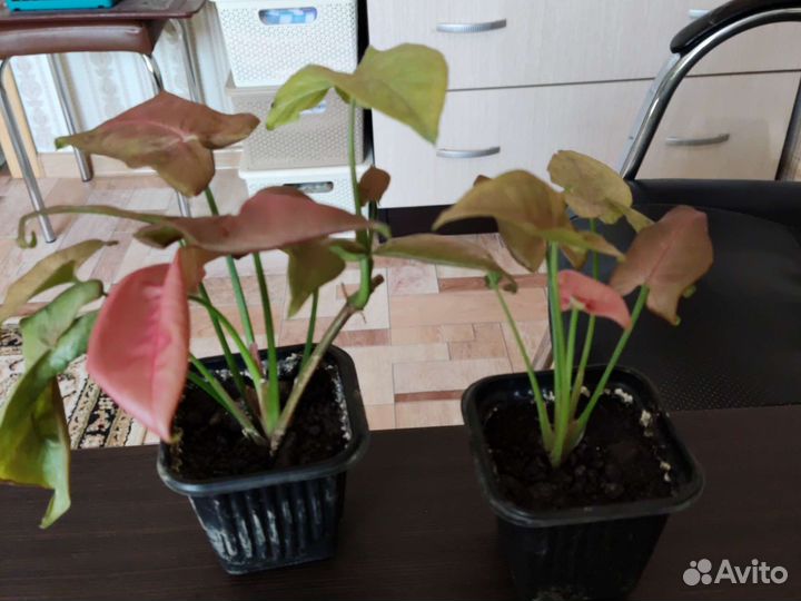 Сингониумы,аглаонемы,эпипремнумы