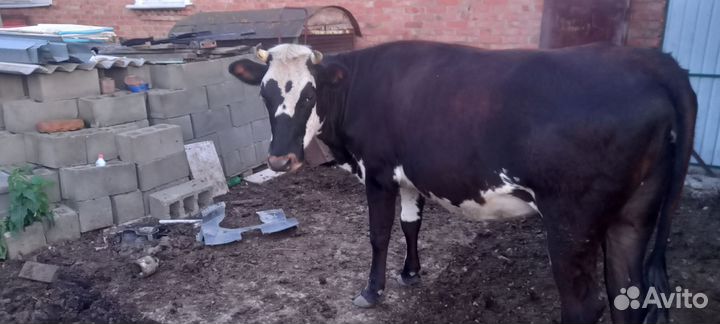 Телята телочки