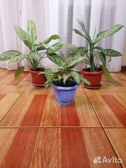 Аглаонема silver queen