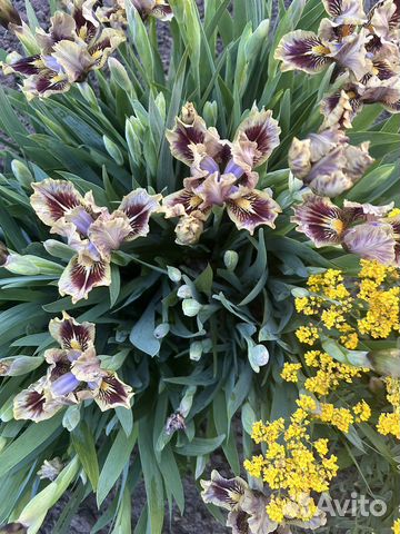 Цветы многолетники