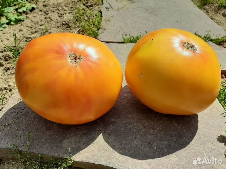 Семена самых эксклюзивных сортов мировой селекции