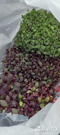 Микро зелень из огорода