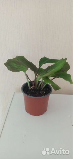 Кемферия шоколад