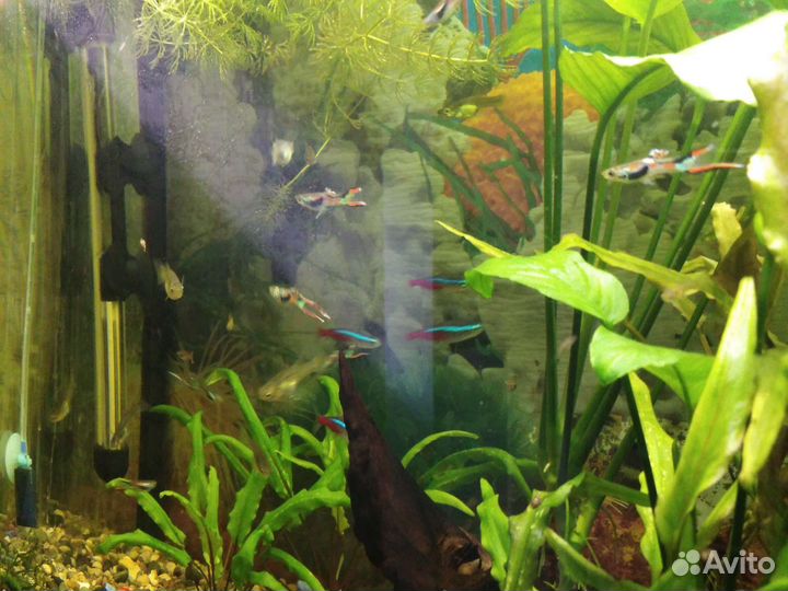 Рыбки гуппи эндлера